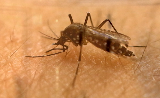 Лятото е зад ъгъла което означава неизбежно завръщане на комарите