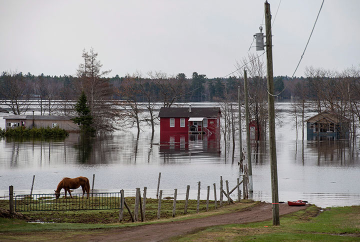 Homes and cottages are surrounded by floodwater as a horse feeds on a farm near Lakeville Corner, N.B. on Wednesday, May 2, 2018.