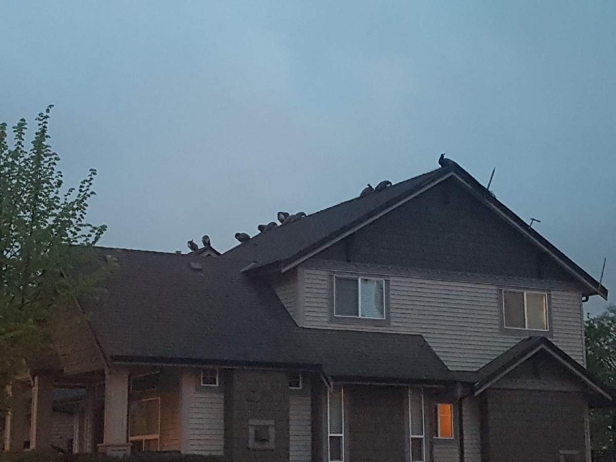 A shot of the peacocks on the neighbour’s house Tuesday morning.