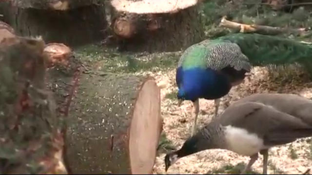 Peacocks may soon be moving to a sanctuary in Langley.