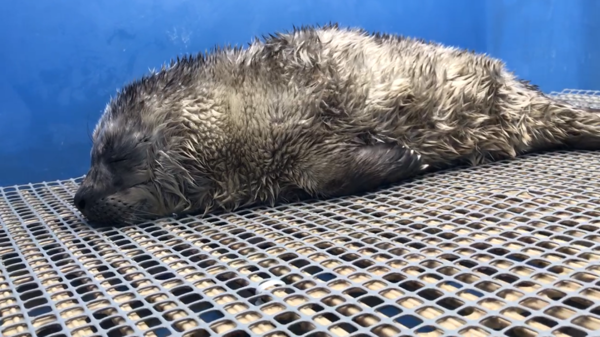 Rescuers watched the pup for most of the day Wednesday before making the decision to bring him to the rescue centre.