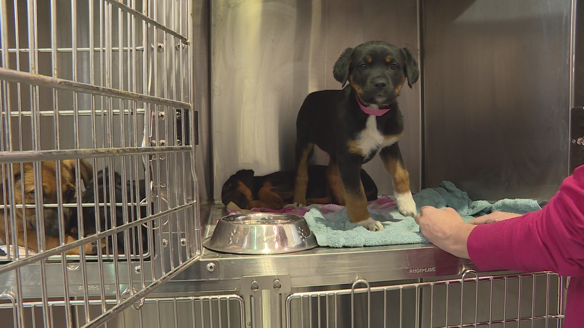 Puppies rescued from abandoned car were among 44 dogs brought to