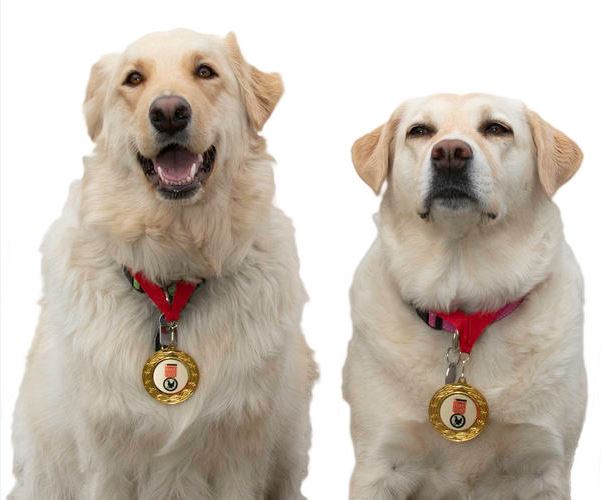 Okanagan dogs save owner’s life, inducted into animal hall of fame - image