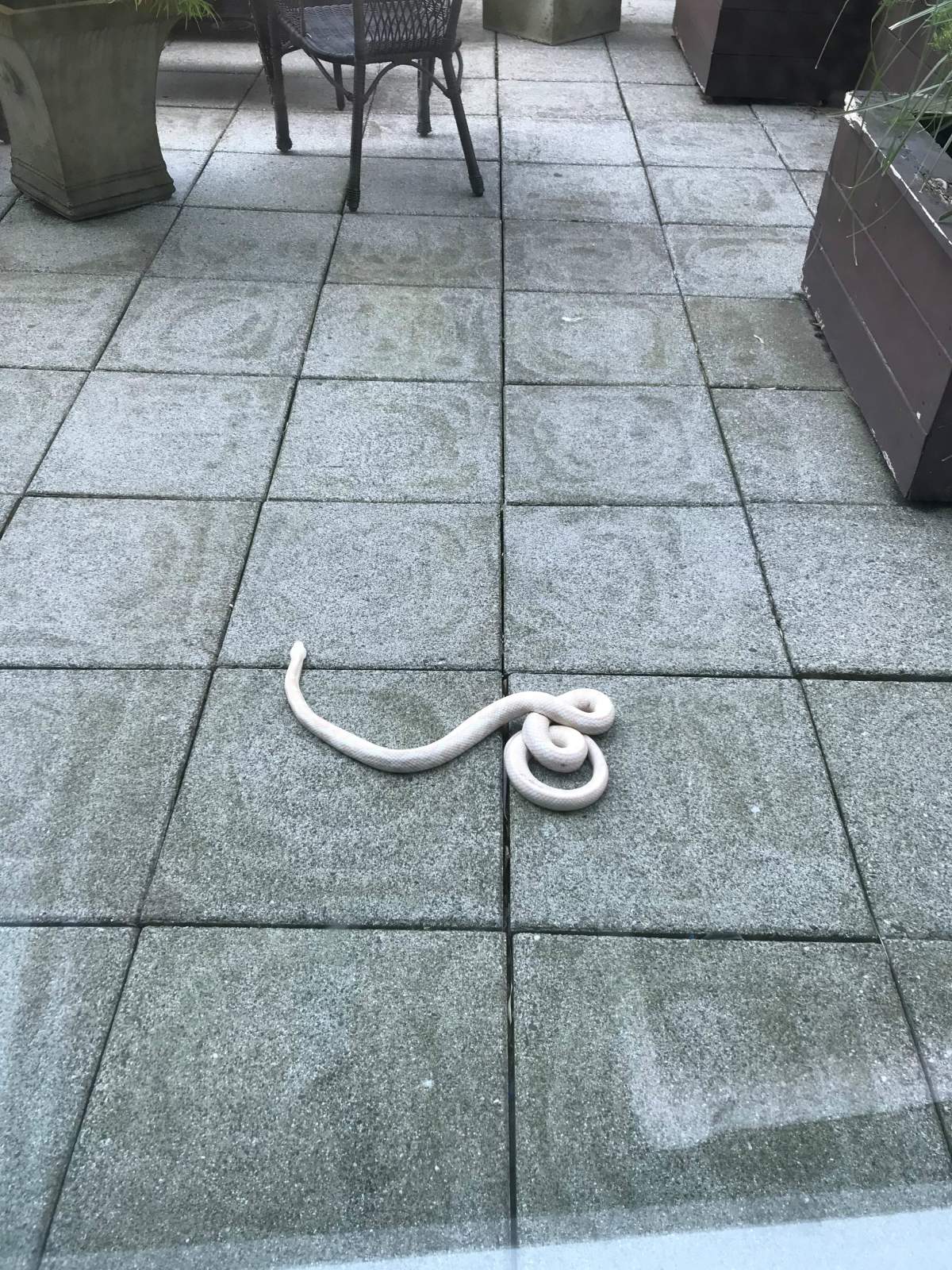 An exotic snake that Vancouverite Carey McBeth found on her patio on May 7, 2018.