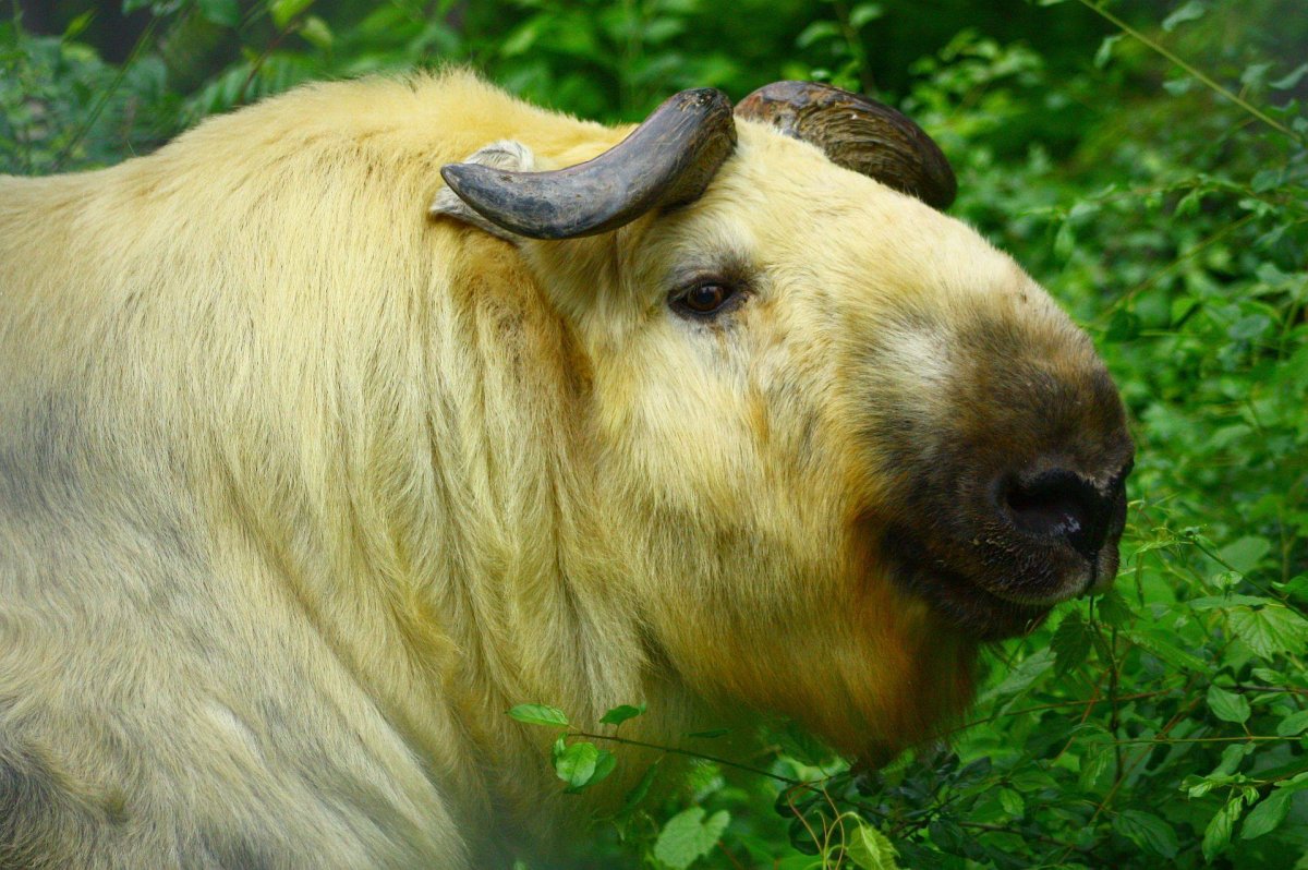 Quentin a Sichuan Takin, was a popular animal at the Riverview Park and Zoo in Peterborough.