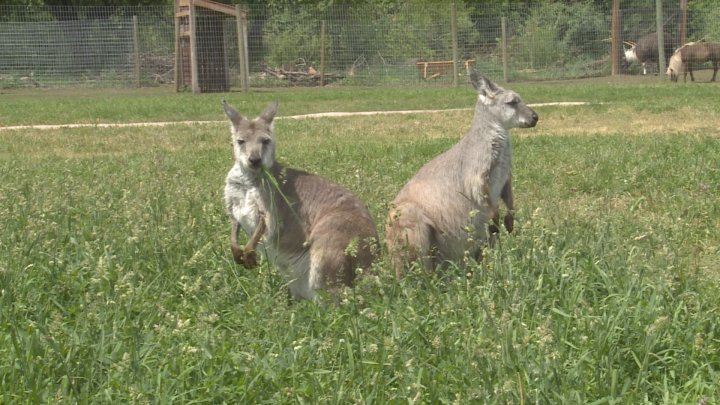 Lake Country kangaroo farm is hopping over to Kelowna | Globalnews.ca