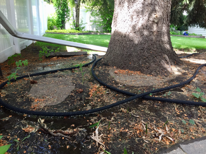 How to water and maintain a healthy garden Calgary Globalnews.ca