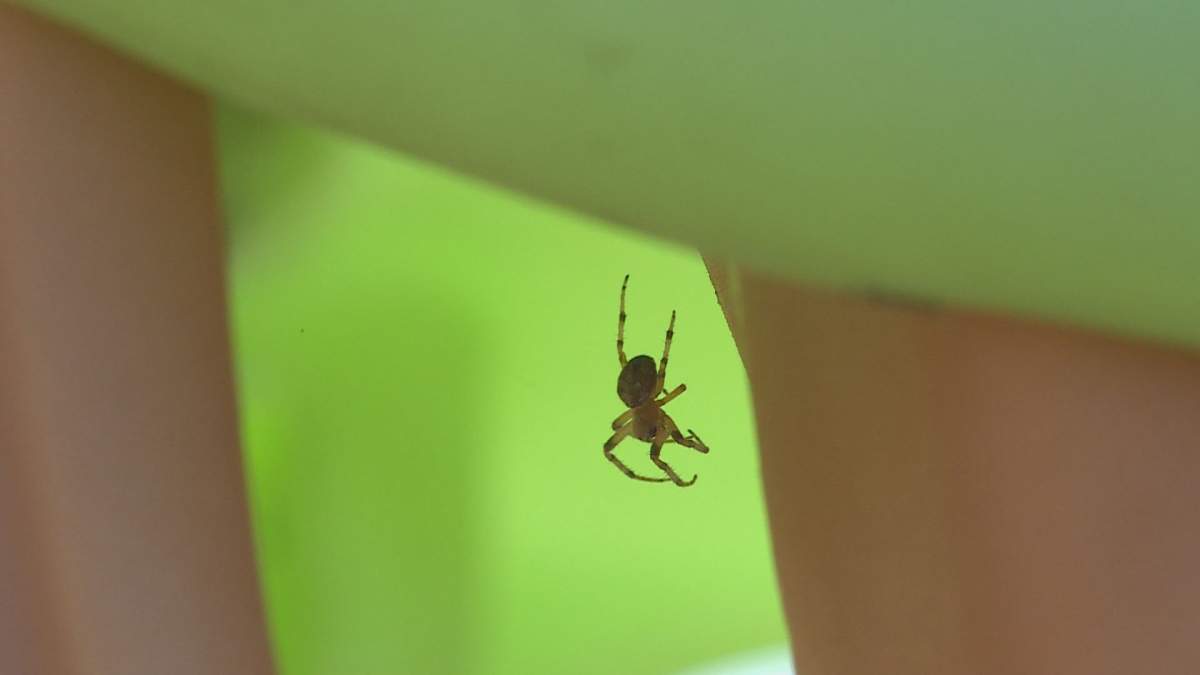 Spiders are overrunning some south Calgary communities.