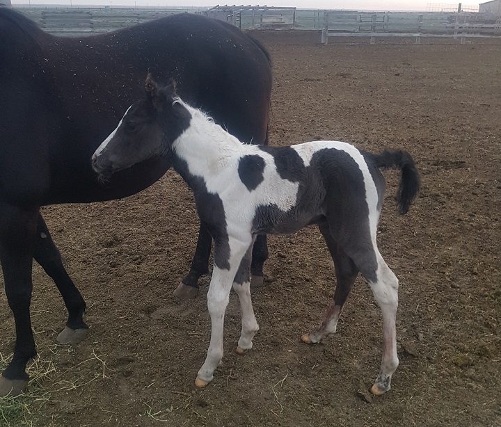 Raymond RCMP are looking for help after a foal was stolen off a farm in southern Alberta on May 2, 2018.
