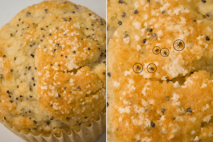 The CDC is warning people how difficult it can be to spot ticks.