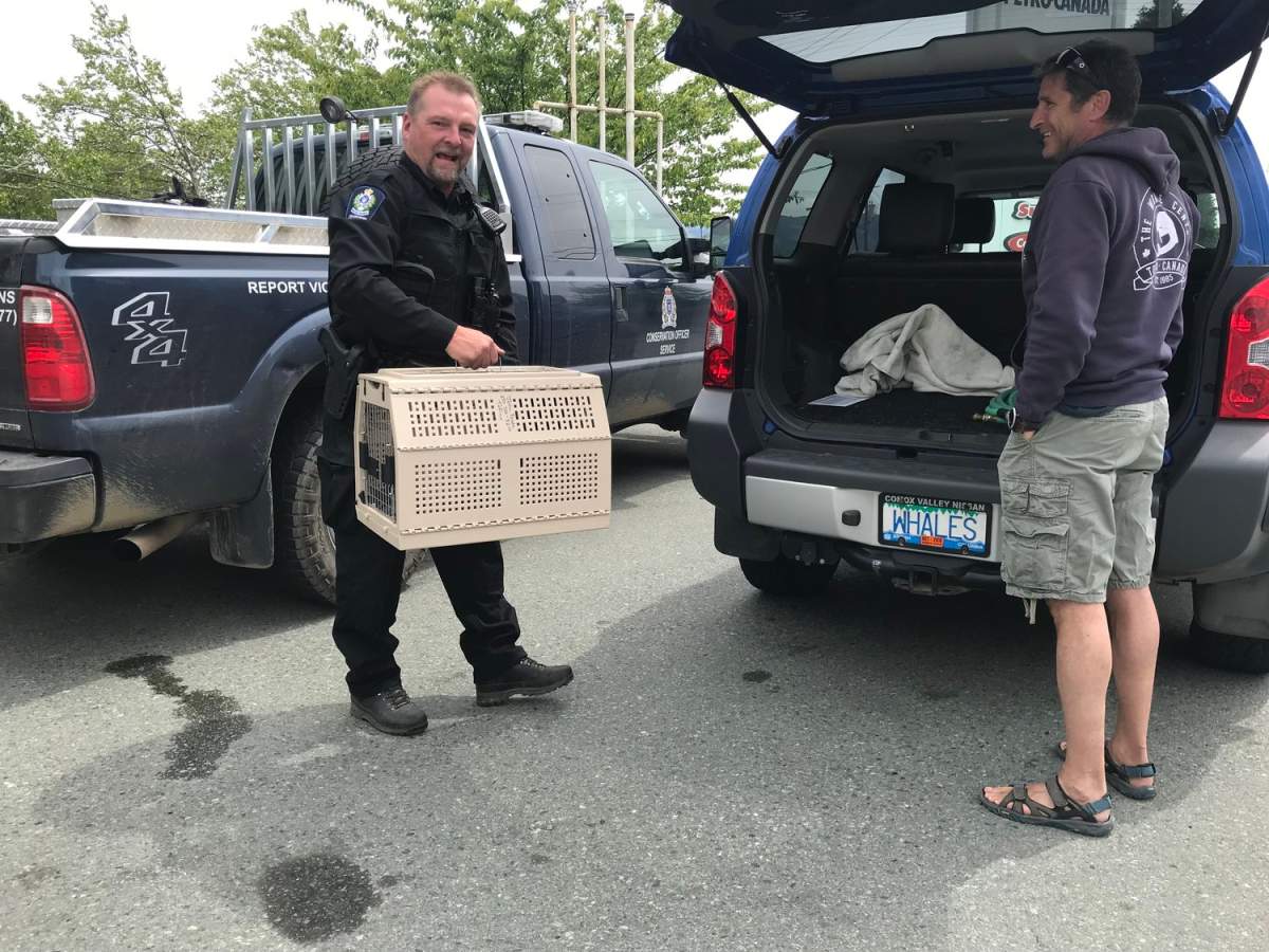 Whale watchers rescue orphaned bear cub near Tofino - image