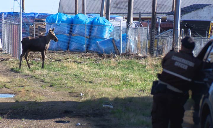 Two moose were eventually captured and transported to a safe location outside of Saskatoon.