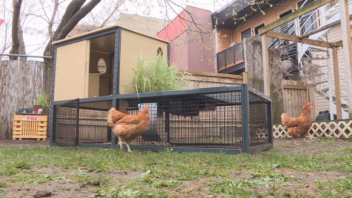 While dogs, cats and rabbits are par for the course, it appears a recent rise in urban farming has led to an increase in the number of unwanted chickens.