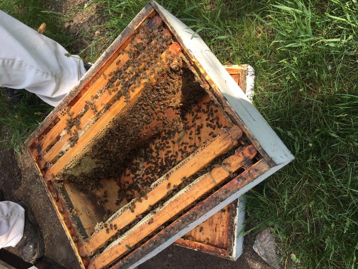 Officials call this the worst year in the history of beekeeping in ...