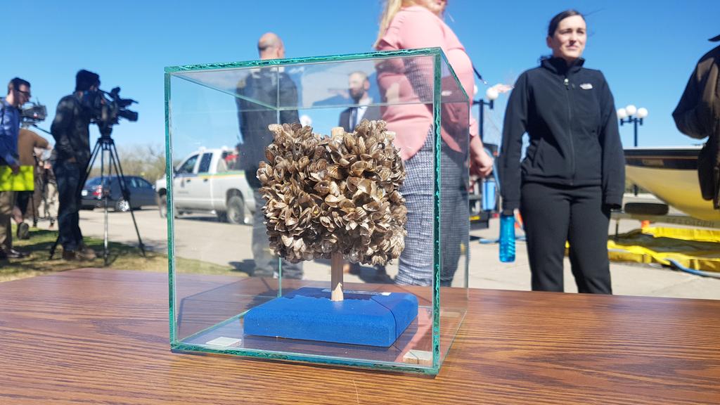 The environment ministry inspected these zebra mussels which have a potential threat to be brought in to the province on boat hulls and interiors.