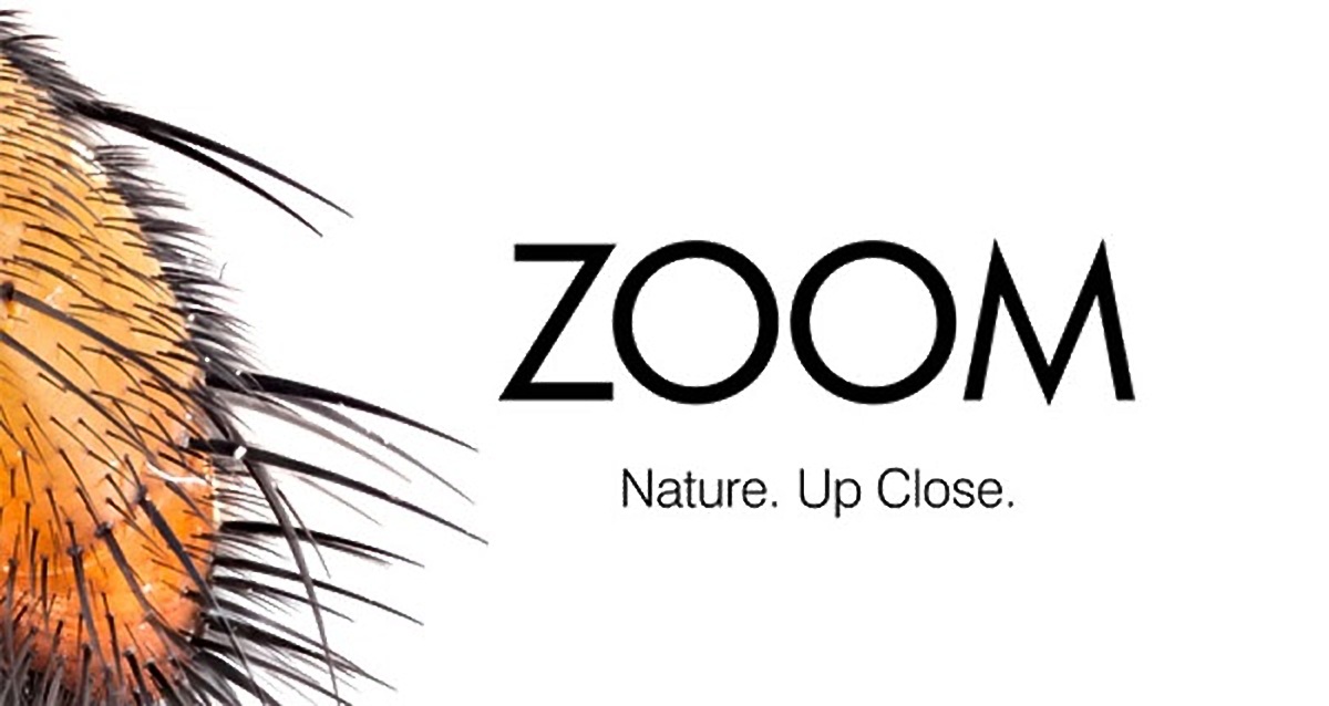 People of Saskatchewan will now have a chance to ‘zoom’ in on some of nature’s best-kept secrets as the Royal Saskatchewan Museum (RSM) has officially launched their newest exhibit, ZOOM.