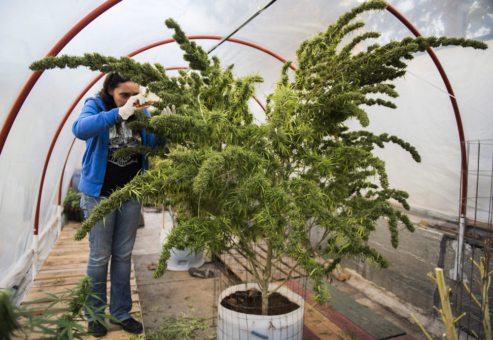 Laura Blanco trims a marijuana plant in a greenhouse at the Club Canabico Sativa, a marijuana club in Montevideo, Uruguay.