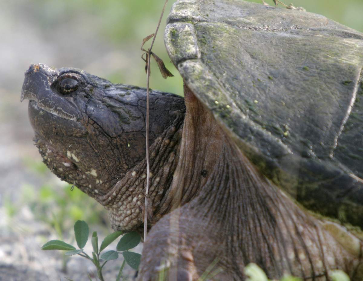 FILE - A snapping turtle sits on the side of County Road waiting to cross in East Montpelier, Vt., Monoday, June 19, 2006. 