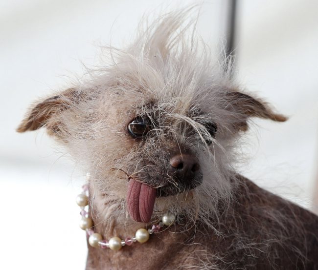 ‘Josie’, a Chinese Crested mix from Tucson, Arizona, poses on stage during the 2017 World’s Ugliest Dog Contest in Petaluma, California, USA, 23 June 2017.