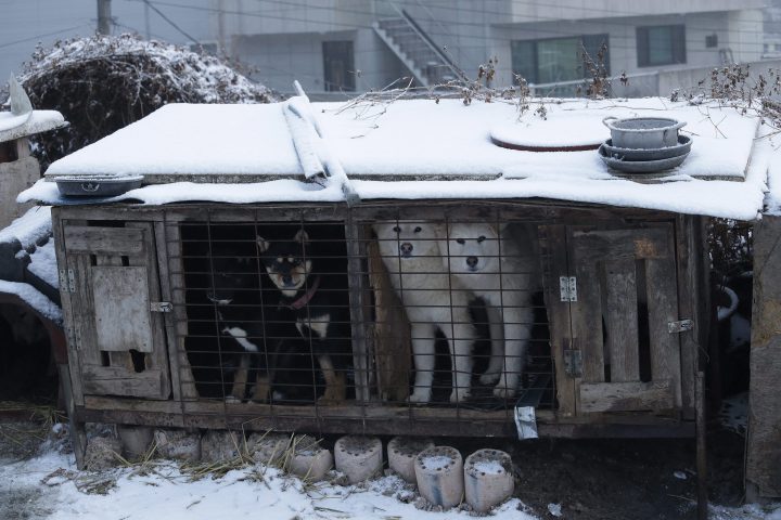 In this Friday, Feb. 23, 2018, photo, dogs are seen in cages at a dog meat farm in Siheung, South Korea. 