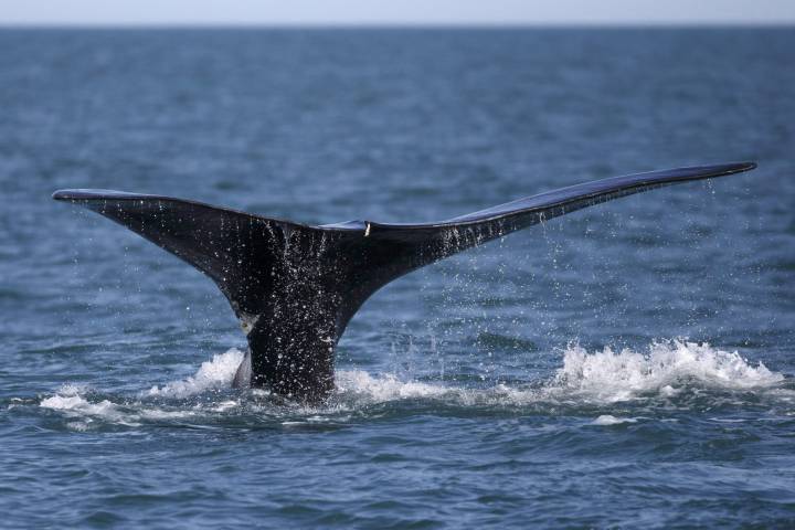 In this Wednesday March 28, 2018 photo, a North Atlantic right whale feeds on the surface of Cape Cod bay off the coast of Plymouth, Mass.