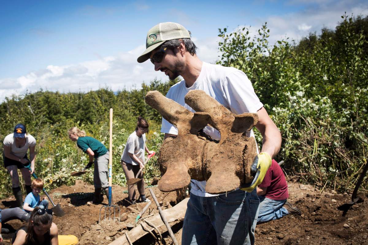 Mike deRoos, owner of Cetacea Contracting, carries some bones of a grey whale that was buried at the Alberni-Clayoquot Regional District’s West Coast Landfill.