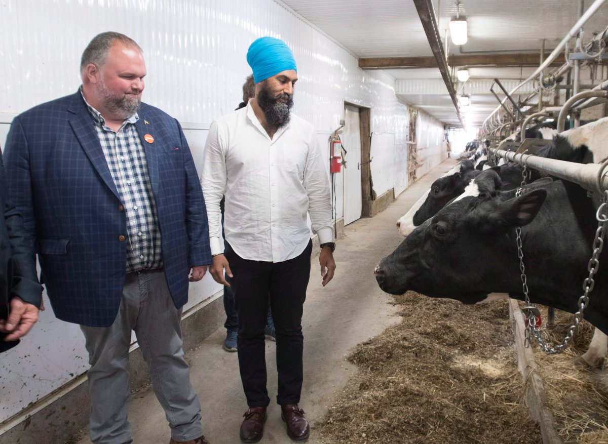 NDP leader Jagmeet Singh and byelection candidate Eric Dubois, left, visit a dairy farm on Thursday, June 14, 2018 in Saguenay Que. 