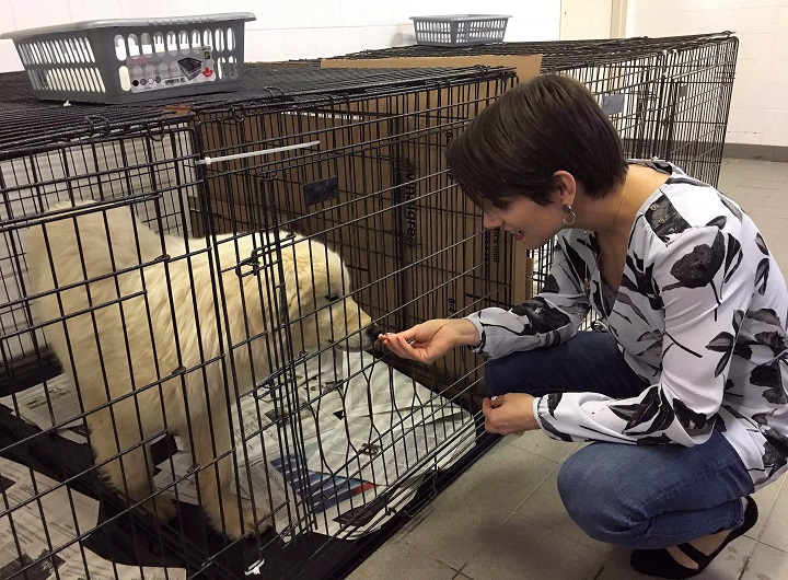 In this file photo, Canadian Olympic gold medalist Meagan Duhamel meets with Saffie, a dog rescued from a meat farm in South Korea, currently being cared for in Montreal, Thursday, March 15, 2018. Recently rescued dogs recovering at an emergency shelter in Montreal are well on their way to becoming pets in Canada. Sunday, June 17, 2018. 