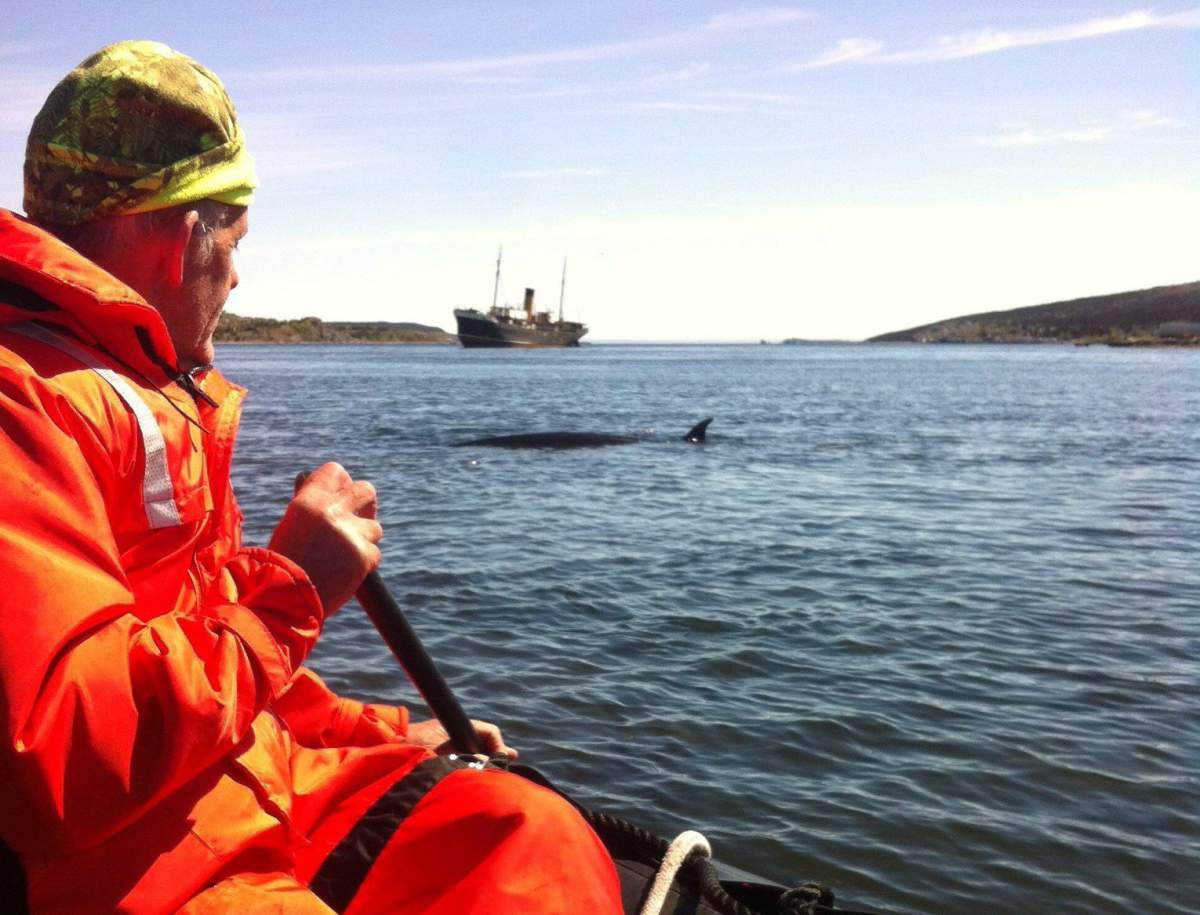 Mike Morrissey of Whale Release and Strandings paddles cautiously towards an adult minke whale in Harbour Grace, N.L., in this recent handout photo.