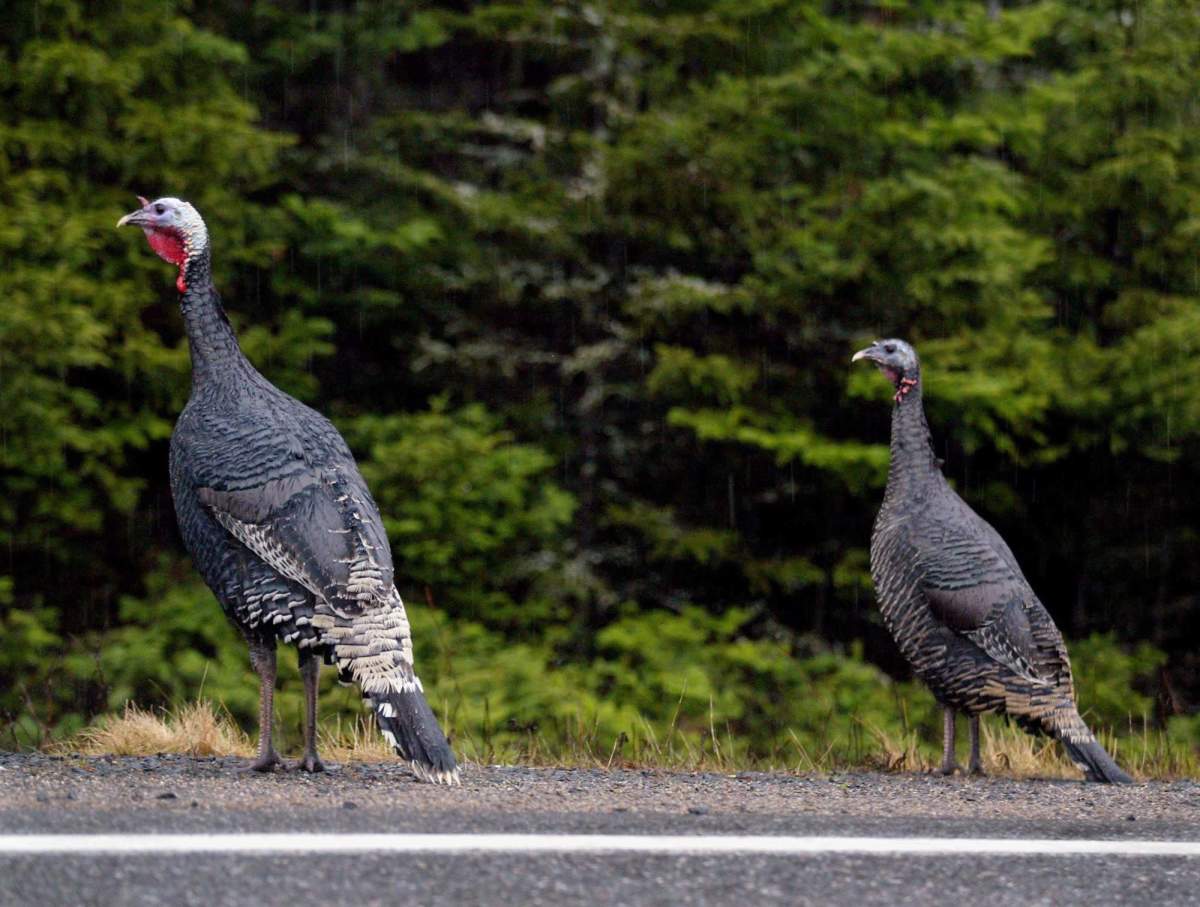 Two ferrel turkeys walk along the highway in Blind Bay, N.S. on Monday, Nov. 29, 2004. Widely used pesticides blamed for decimating honeybee and other pollinator populations have found their way into wild turkeys in Ontario, according to a new study from Canadian researchers.