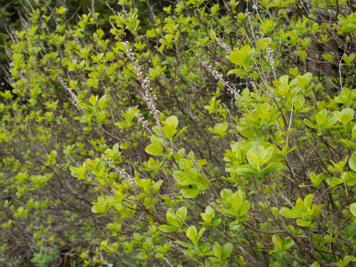 A sweet pepperbush is shown in Nova Scotia in this undated handout photo. 