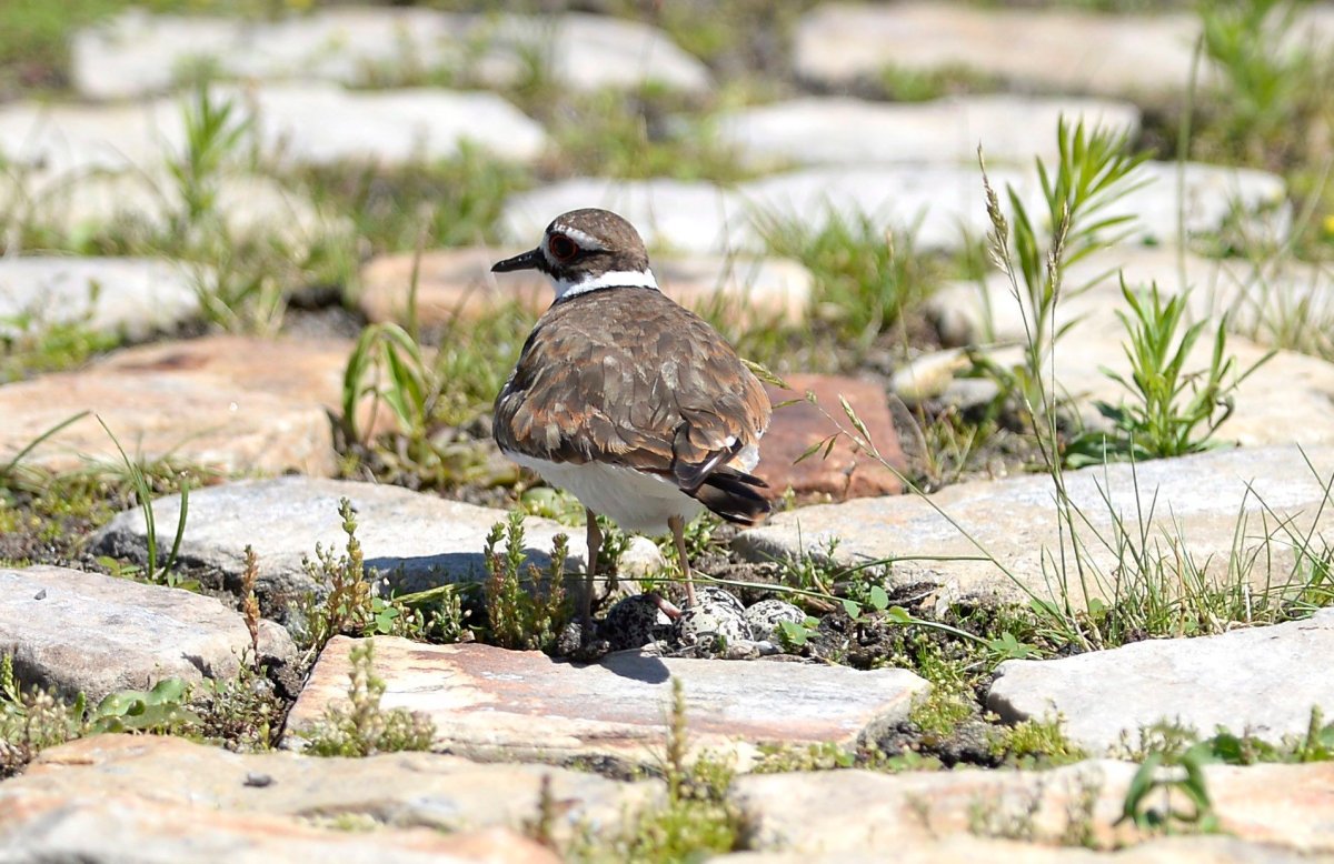Eggs are seen below a nesting killdeer bird on a cobblestone path on the site of the Ottawa Bluesfest music festival, next to the Canadian War Museum Monday.