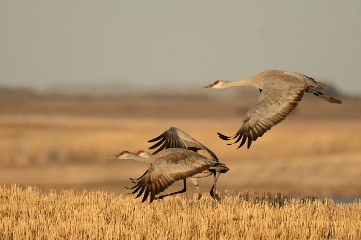 Brenda Reifferscheid took the June 6 Your Saskatchewan photo of sandhill cranes taking flight near Humboldt.