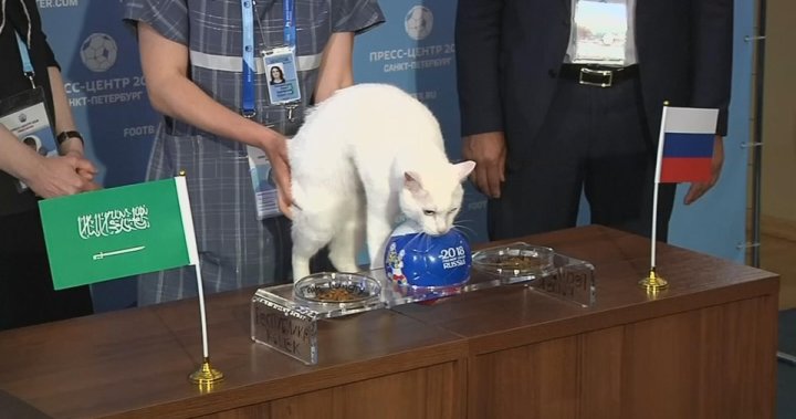 Achilles The Psychic Cat Picks Russia To Win First Match Of 2018 World Cup National