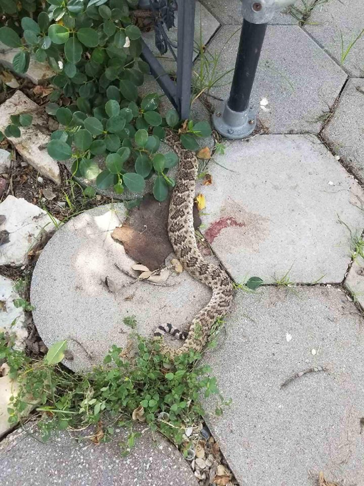 Part of the Western diamondback rattlesnake. Snakes can still bite and inject venom for up to two hours after being decapitated.