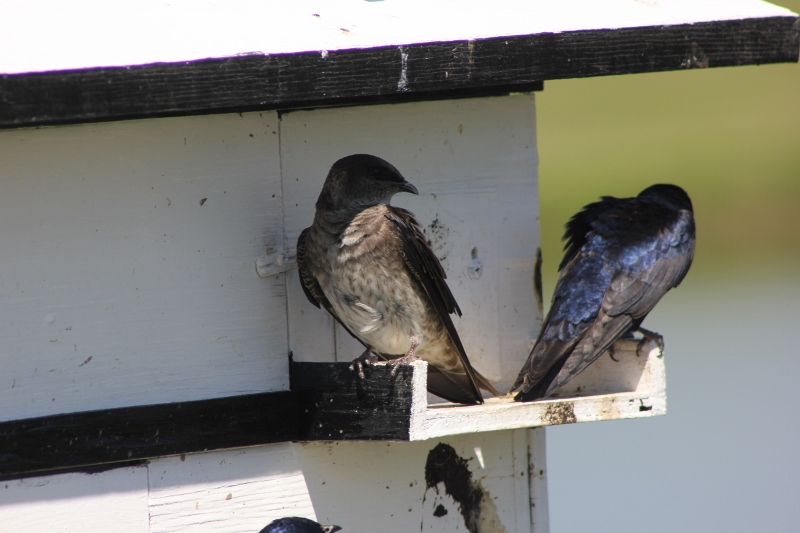 Camrose Purple Martin Festival - image