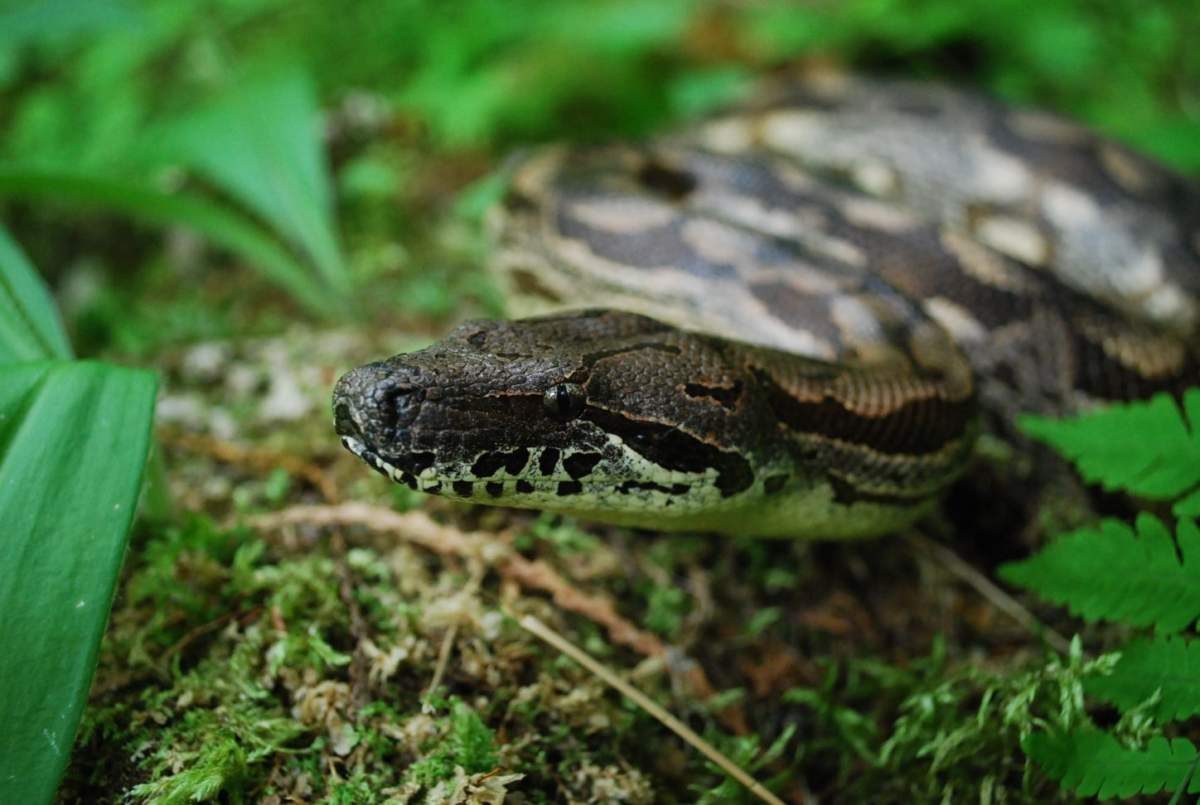 All Things Reptiles Presentation - image