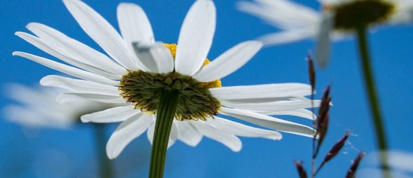 Alien Invasion Walking Tour - image