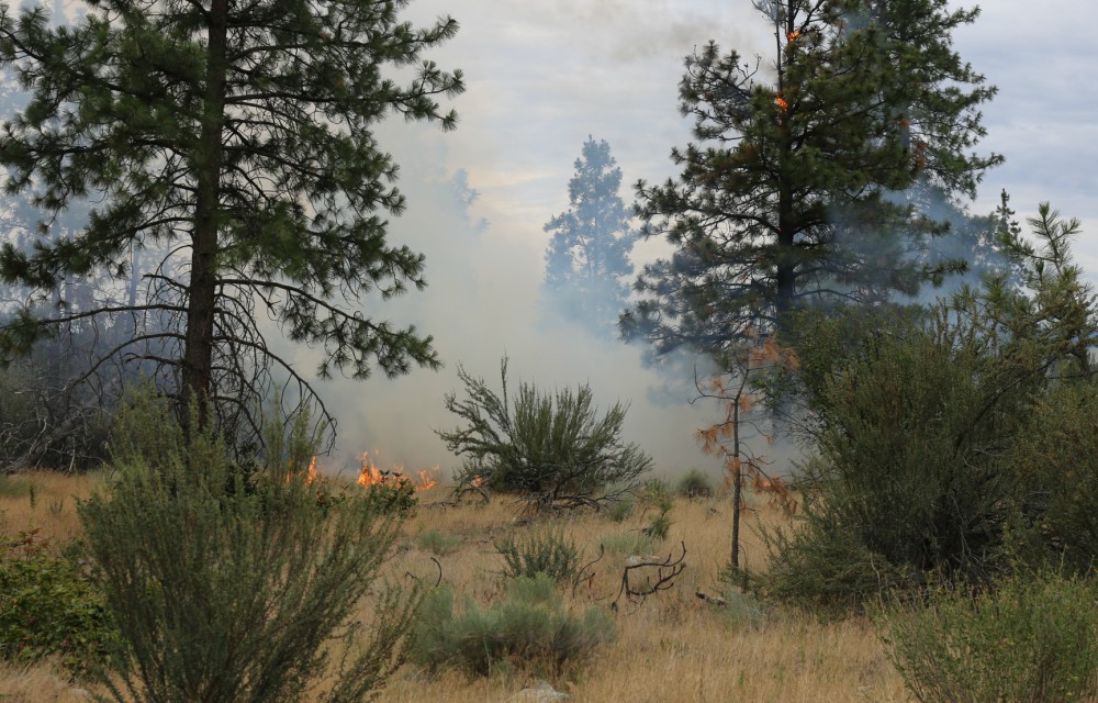 Tossed cigarette to blame for small brush fire near Oliver - image