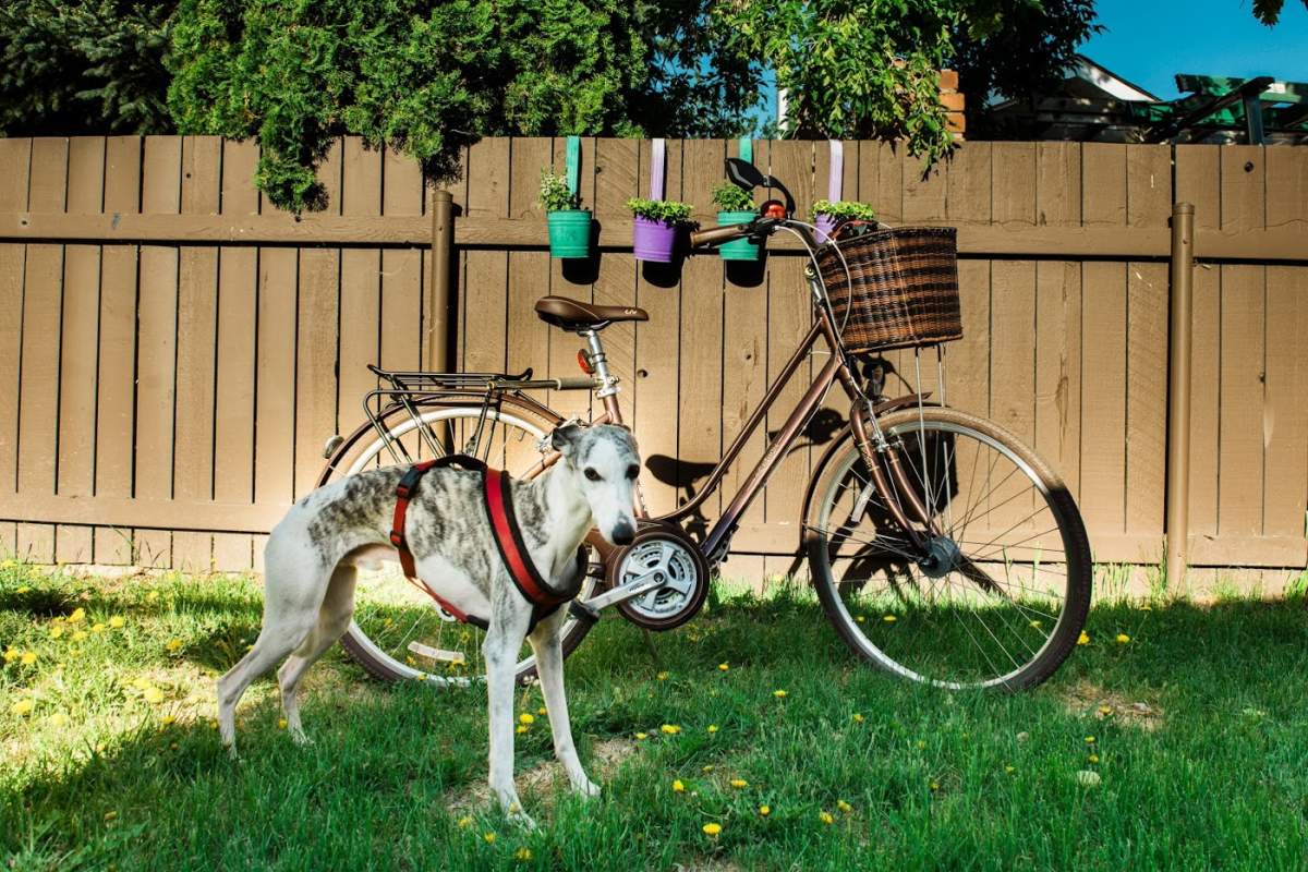 Twyla Lapointe’s dog and her bike in Edmonton, Alta.