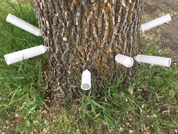The City of Winnipeg says only ash trees selected for treatment by the Urban Forestry Branch based on predetermined criteria will be treated.