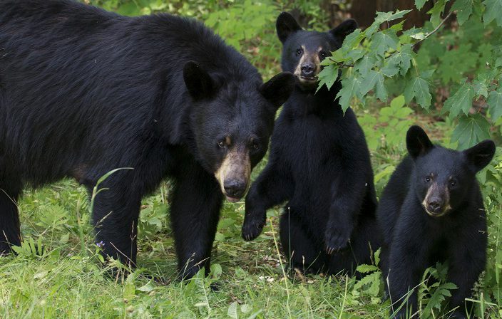 Court upholds B.C. conservation officers’ rights to euthanize wildlife - image