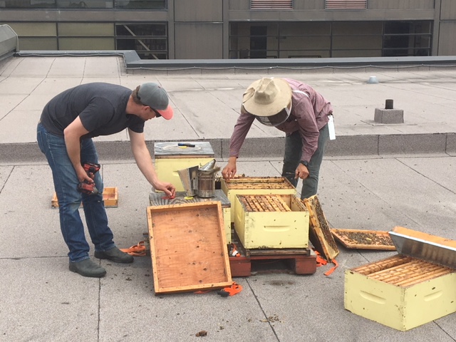 Chris Kirouac checks on his hives at the University of Winnipeg on Thursday afternoon.