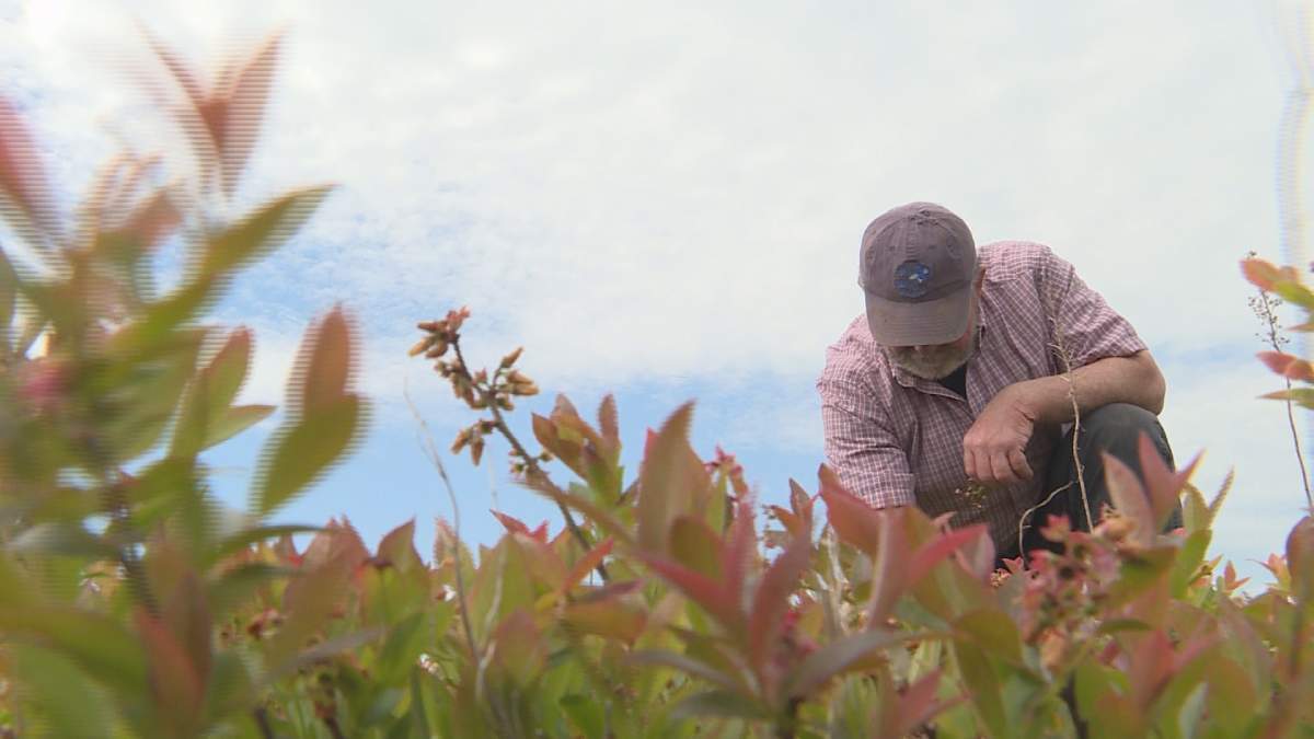 Barron Blois owns Courthouse Hill Farm in Gore, N.S. He has never seen the type of damage that was caused by recent frost before.