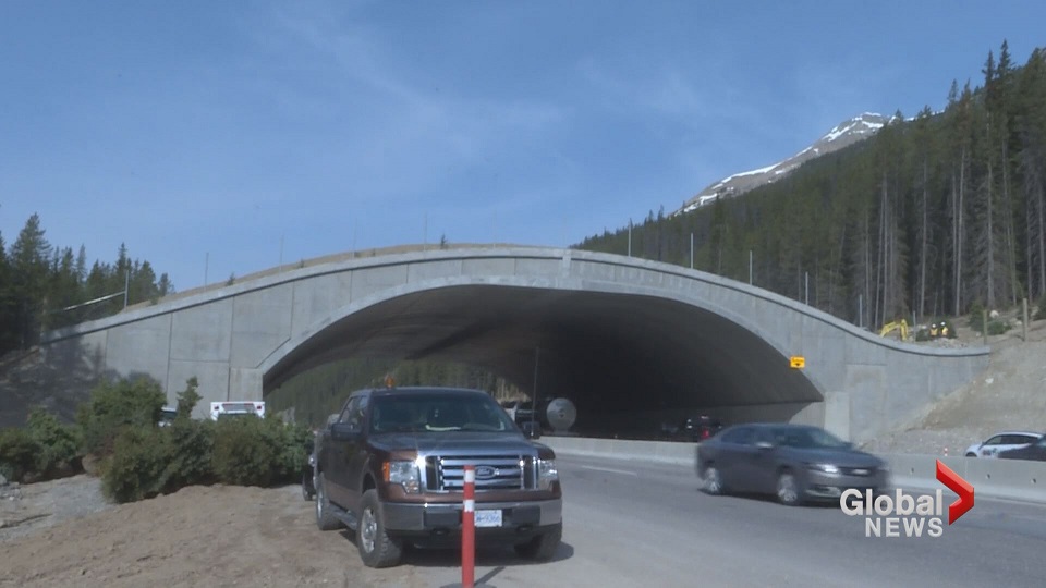 File: A wildlife overpass in Yoho National Park.