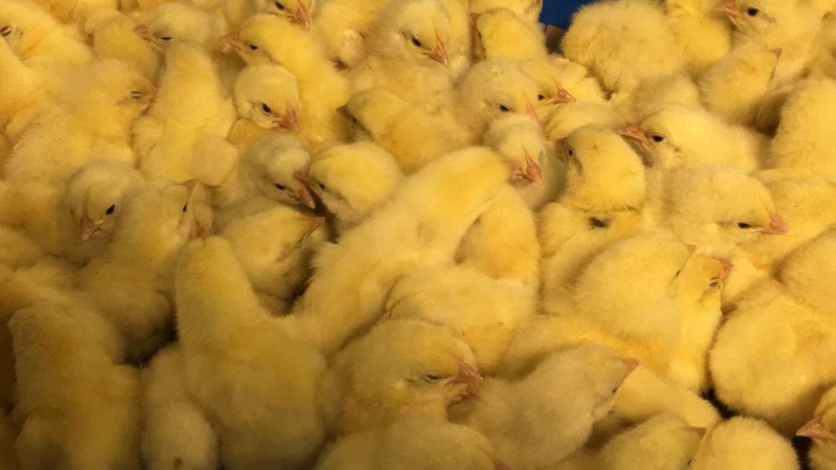 Maple Lodge Farms is investing $8 million to expand its Curtis Chicks hatchery in Port Hope.