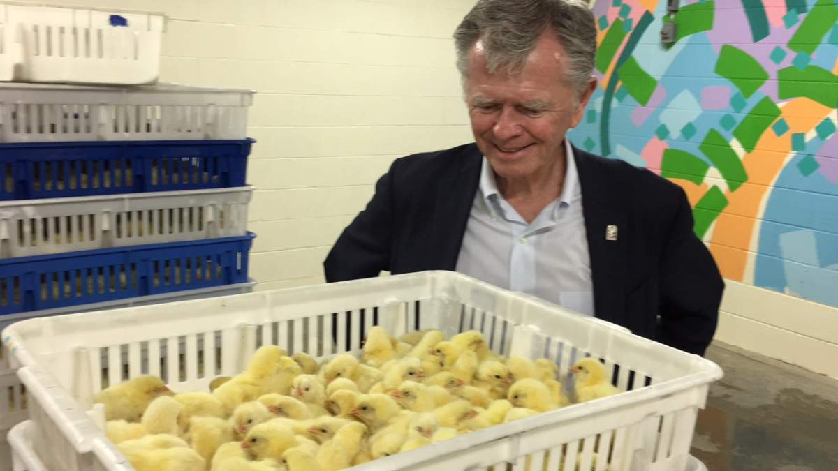 Port Hope Mayor Bob Sanderson takes a tour of Curtis Chicks.