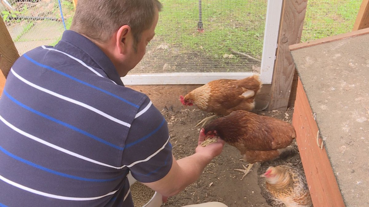 Rick Thorpe feeds his backyard chickens. June 1, 2018.