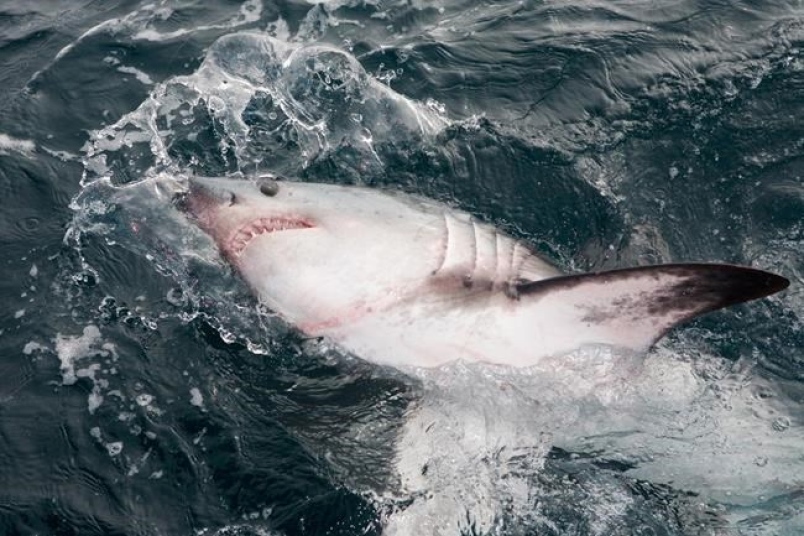 A porbeagle shark is seen in this undated handout photo. 