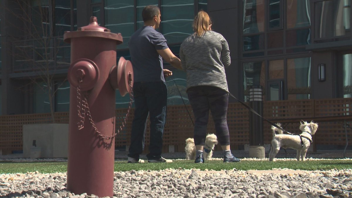 An downtown Edmonton building has opened a rooftop patio for dogs.